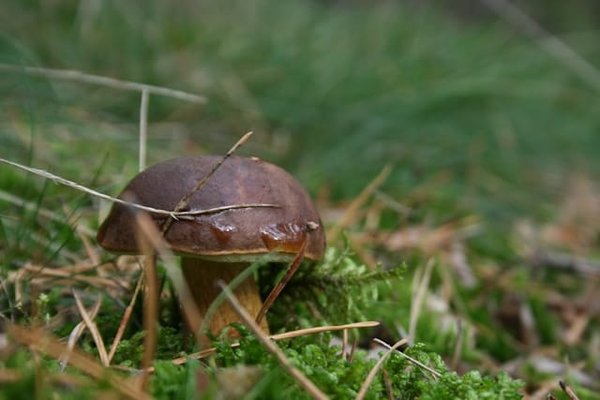 Comment identifier les champignons comestibles en camping ?